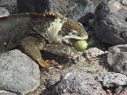 510 Patchy Eats A Cactus Bud.JPG (91 KB)